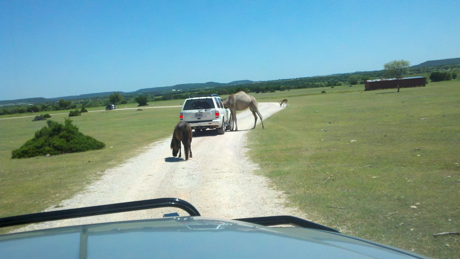 Web topsey exotic ranch & drive thru safari, copperas cove: Bar 7 Ranch Topsey Exotic Ranch